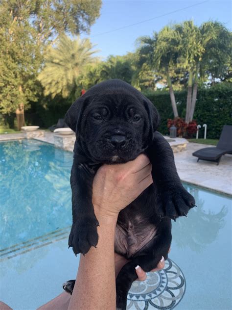 Date 13. . Cane corso puppies for sale in florida
